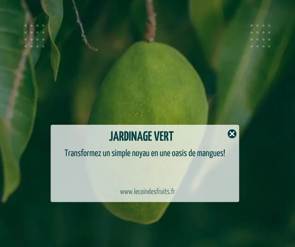 comment faire germer un noyau de mangue